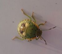 006-Aphid