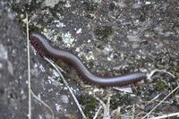 006-centipede