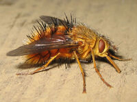 006-fly