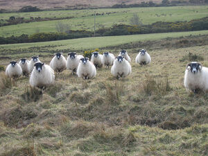 Scpsheep