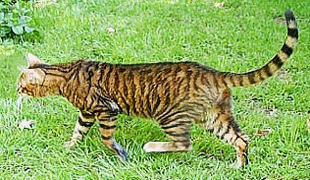 Toyger