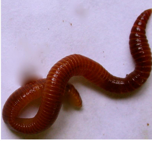 Scp839