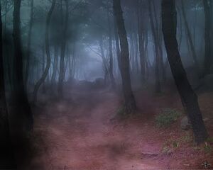 Woods night