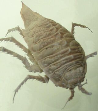 Isopod