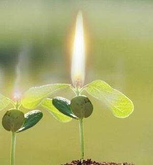 Matchweed