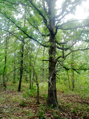 White oak