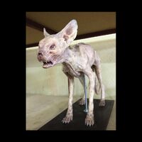 Scp 027 Mr Kat Scp Foundation Wiki Fandom