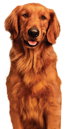 Duke 404@2x-1-