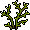 Briar