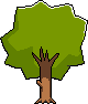Old Tree