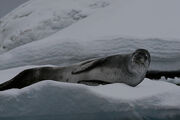Leopard seal