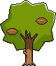 Old Walnut Tree