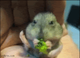 Th th1238065319 hamster eating broccol