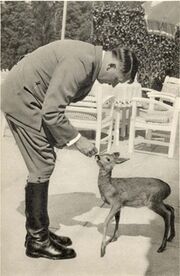 Vile Deer