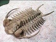 Cheirurus