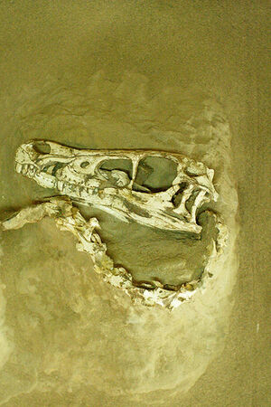 Velociraptor mongoliensis