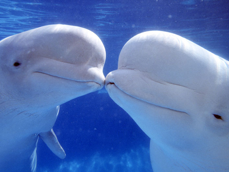 Beluga whales | SeaWorld Wiki | Fandom