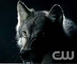 image klaus werewolf form jpg secret rp wiki fandom powered by werewolf form