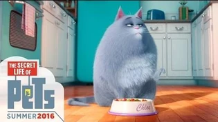 The Secret Life Of Pets The Secret Life Of Pets Wiki Fandom