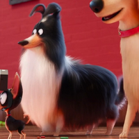 The Shetland Sheepdog The Secret Life Of Pets Wiki Fandom