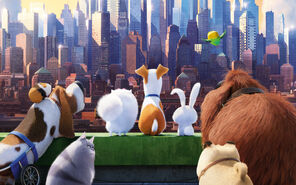 Snowballgallery The Secret Life Of Pets Wiki Fandom Powered By