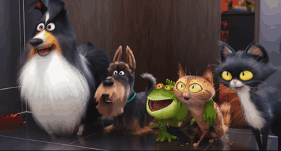 Does Your Pet Have A Secret Life Send Us Your Videos