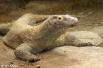 Komodo