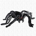 Img item congolese giant spider