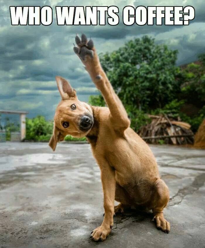 image funny coffee meme 25 jpg seeker s notes hidden mystery