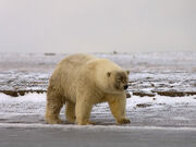 Feature grolarbear