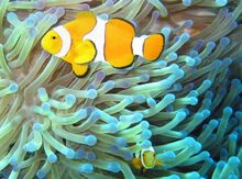 Peces