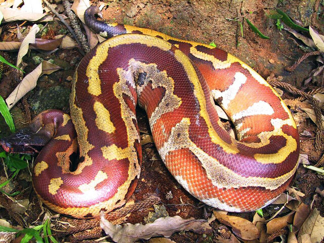 Archivo:Python-curtus-brongersmai.jpg