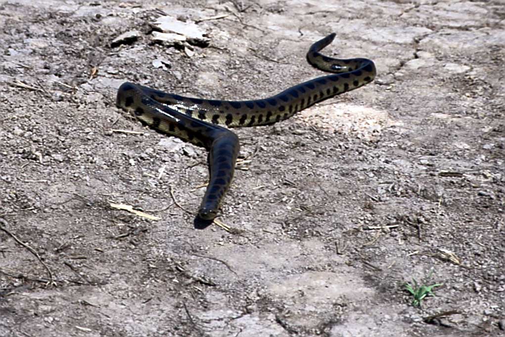 Resultado de imagen para anaconda boliviana