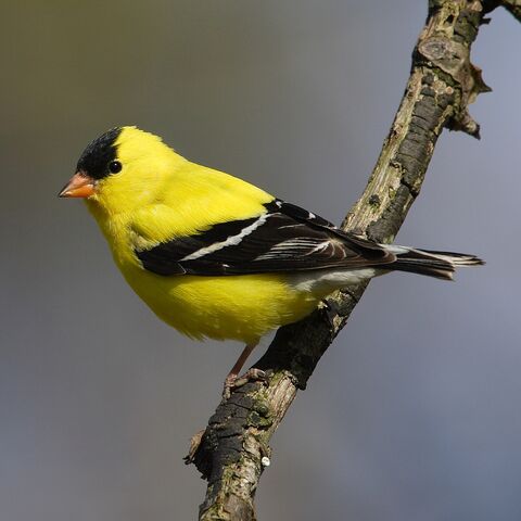 File:American Goldfinch.jpg