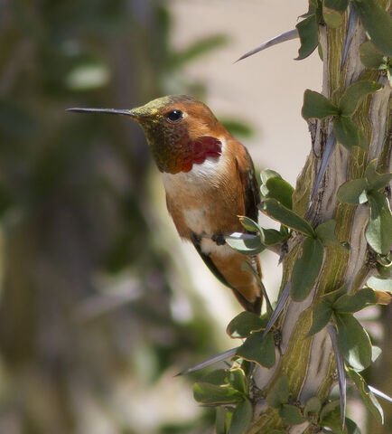 File:Allen's Hummingbird.jpg