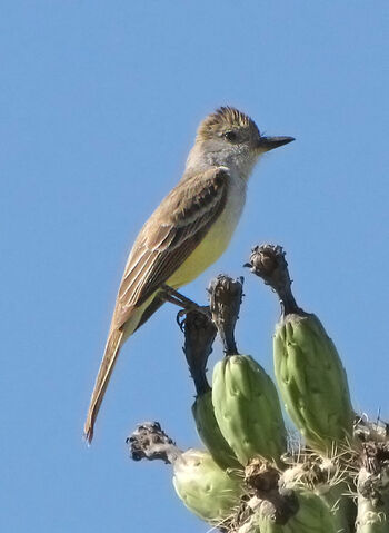 File:Ash-throated Flycatcher.jpg
