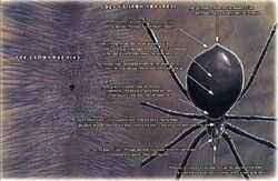 Lolth