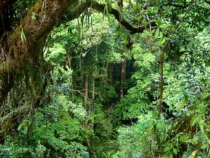 1624 Jungle
