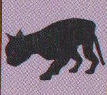 Blackcat