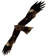 Hawk