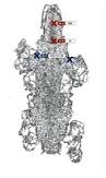 Images (2)-0