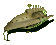 Clavicle