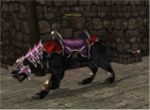 Siyah leopar