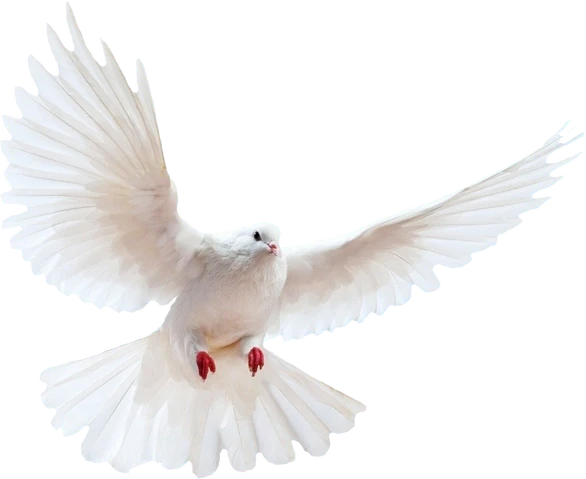  White dove transparent background png 