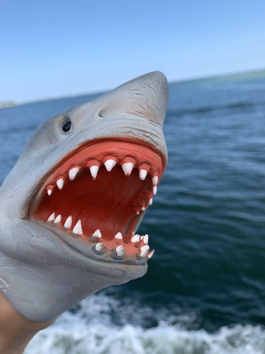 shark puppet puppet