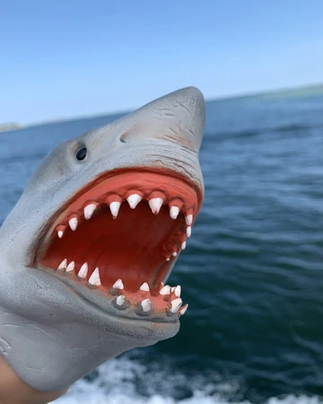 blue shark puppet