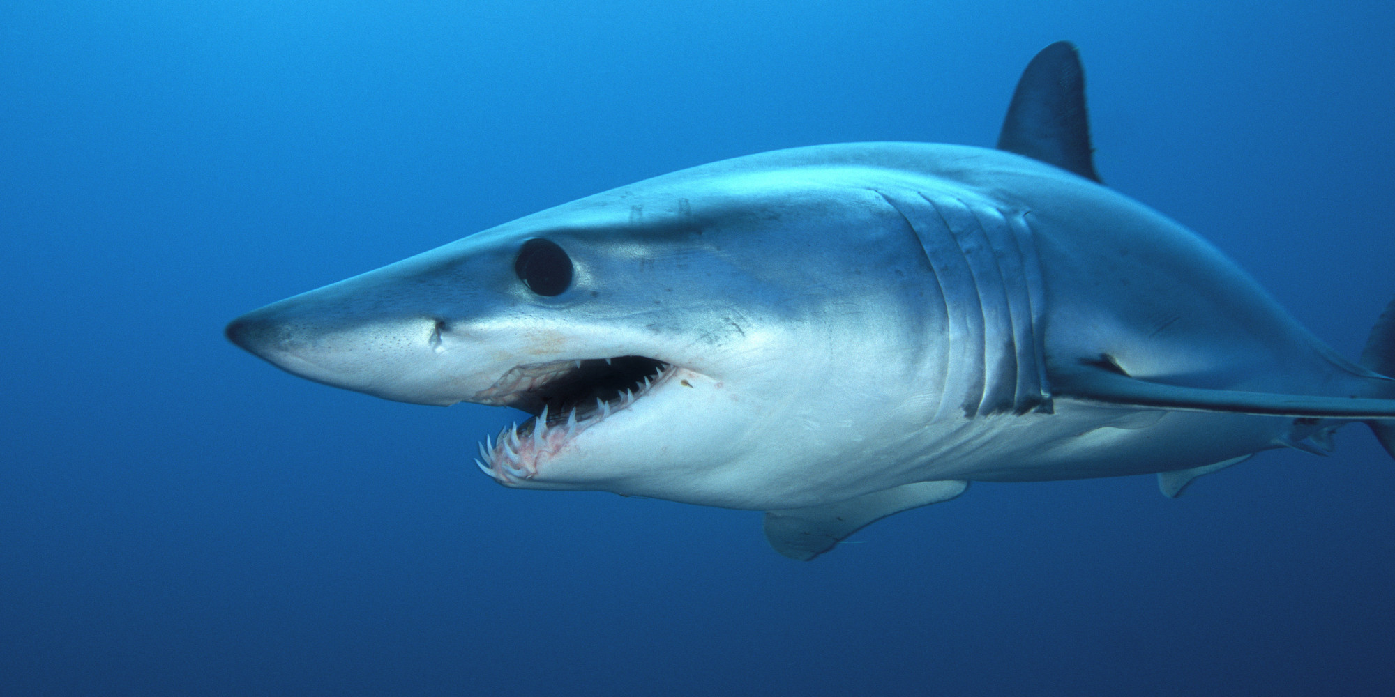 Real Information About the Mako Shark Sharks of hungry shark