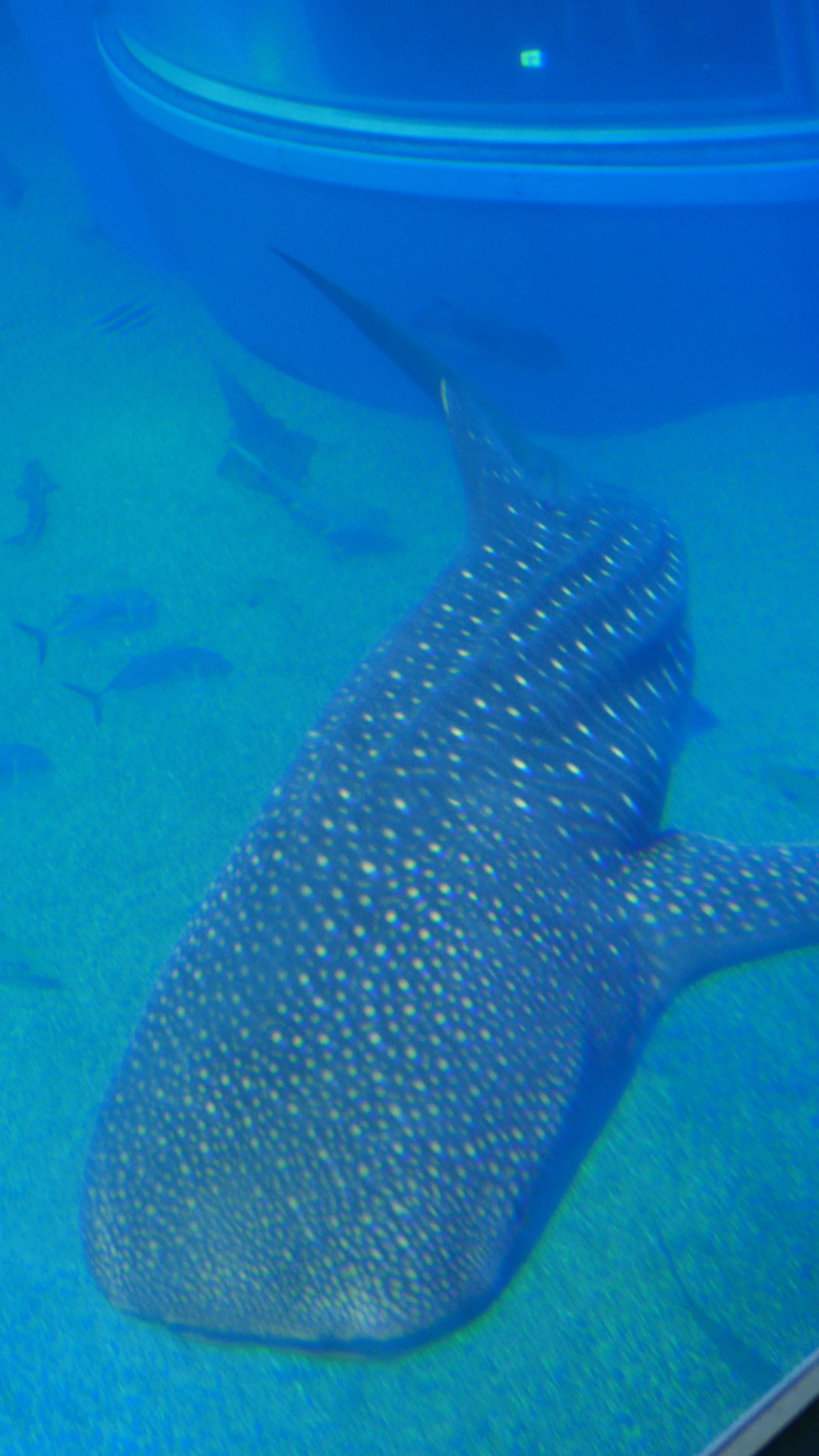 Whale shark | Shark Wiki | FANDOM powered by Wikia