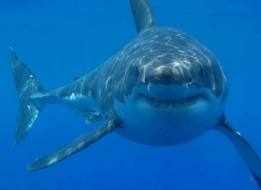 Great White Shark Shark Wiki Great White Shark Shark Wiki