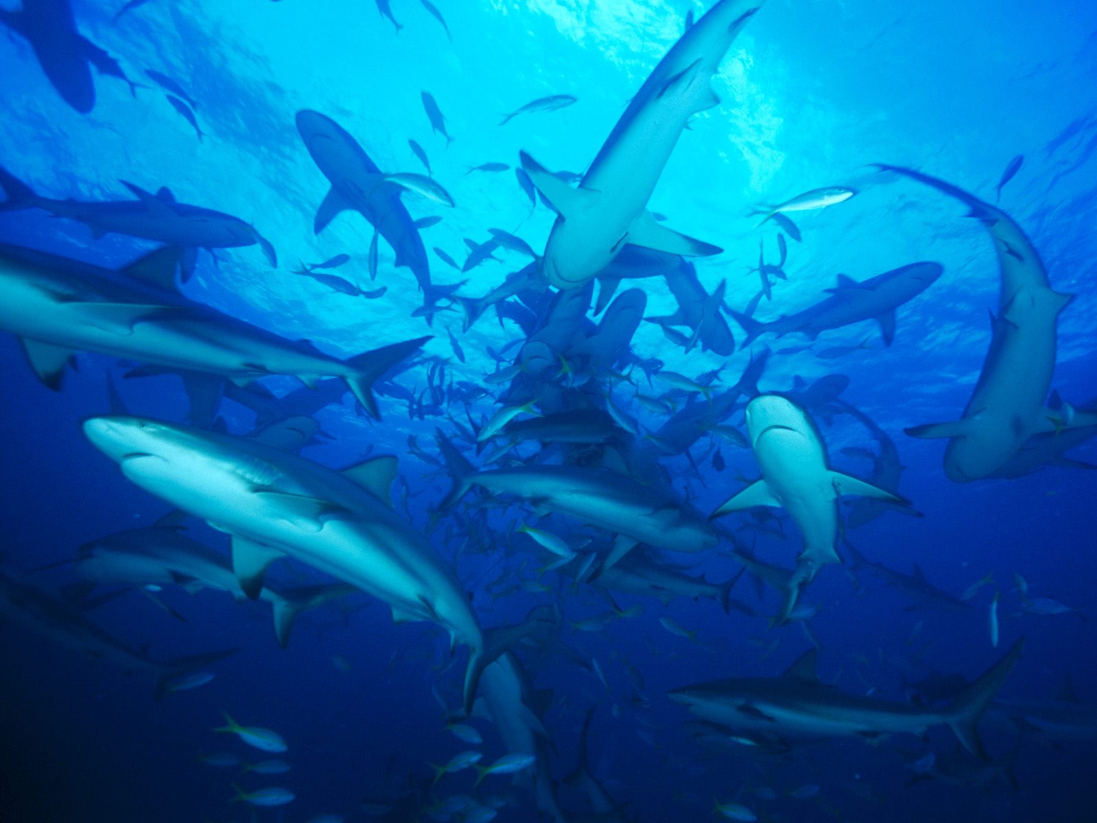 Shark feeding frenzy north carolina